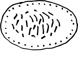 Skabesti_kaposti